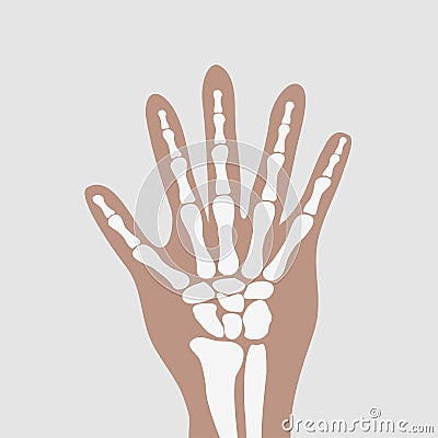 Wrist hands bones Vector Illustration