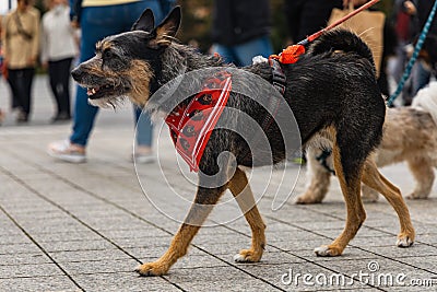 Dog parade at city center with hundreds of barking and smiling dogs Editorial Stock Photo