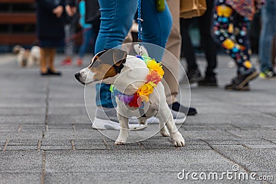 Dog parade at city center with hundreds of barking and smiling dogs Editorial Stock Photo