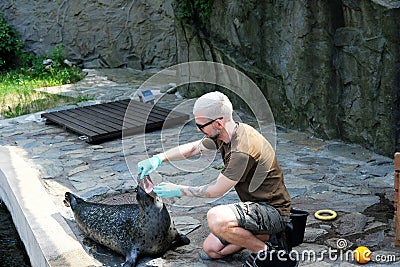 Wroclaw, Poland 08/24/2020. Zookeeper looking into the mouth of Phoca vitulina `Harbor Seal` as part of health test carried out Editorial Stock Photo