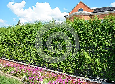 A wrought iron, cast iron fence with a thick emerald green thuja, arborvitae green hedge, privacy hedge and a narrow flowerbed Stock Photo