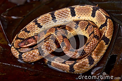 Wucherer's Ground Snake (Xenopholis scalaris) Stock Photo