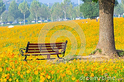 Scenery of sulfur chrysanthemum sea in Optics Valley Xiyuan Park, Wuhan, Hubei Stock Photo