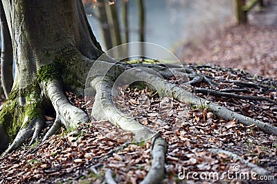 Roots of a beech tree on the Traun near SteyrermÃ¼hl Laakirchen, Gmunden district Stock Photo