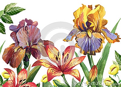 WWatercolor floral image with iris and lily flowers Stock Photo