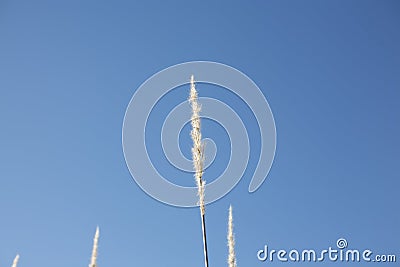 Wheat grass stem Stock Photo