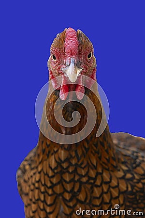 A Wyandotte bantam Chicken golden laced isolated in blue background front view Stock Photo