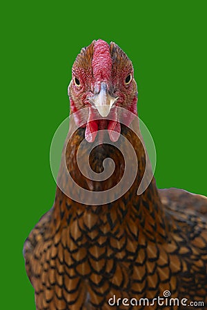 A Wyandotte bantam Chicken golden laced isolated in green background front view Stock Photo