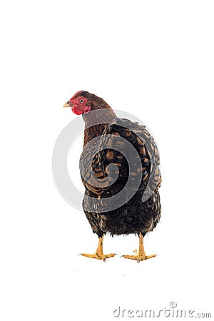 Wyandotte bantam Chicken golden laced isolated in white background Stock Photo