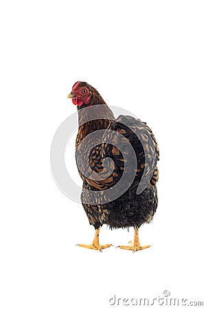 Wyandotte bantam Chicken golden laced in white background Stock Photo