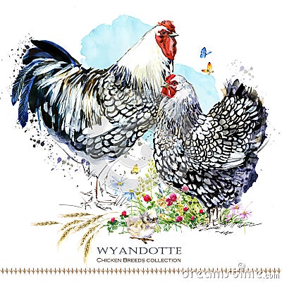 Wyandotte Chicken breed. Poultry farming. domestic farm birdFriesian Cartoon Illustration