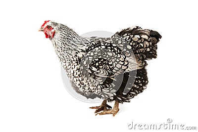 Wyandotte hen Stock Photo