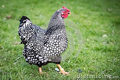 Wyandotte Hen seen in a large back yard. Part of a larger flock of Chickens which are kept for there free range eggs. Stock Photo