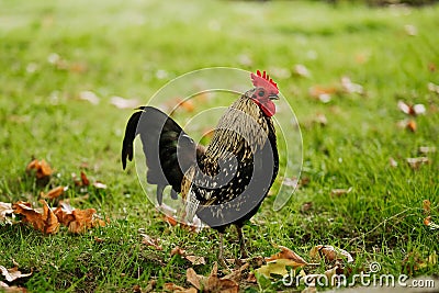 A Wyandotte rooster left the chicken coop and stay on the green grass. The rooster outdoors on the lawn. Stock Photo
