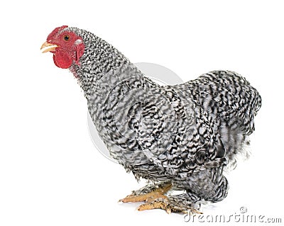 Wyandotte rooster in studio Stock Photo
