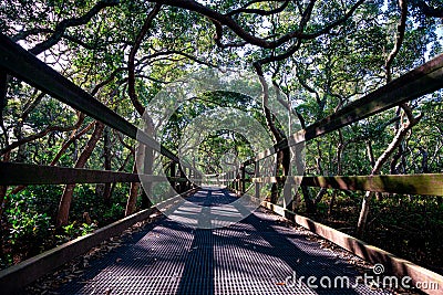 Wynnum Mangrove Boardwalk in Brisbane, Queensland, Australia Stock Photo