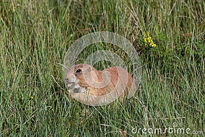 Wyoming Prairie Dog Stock Photo