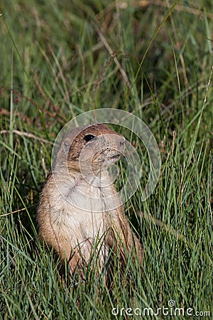 Wyoming Prairie Dog Stock Photo