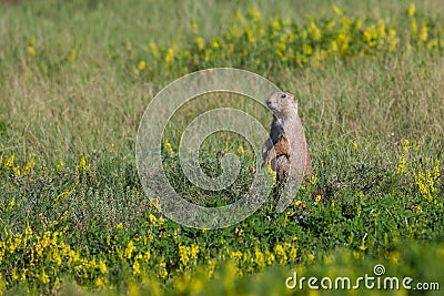 Wyoming Prairie Dog Stock Photo