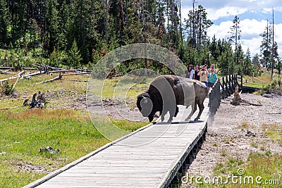 Bison walks across a tourist boardwalk path in the mud volcano area of Yellowstone National Park, as Editorial Stock Photo