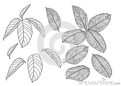 Skeletal Leaves lined design on white background illustration vector Vector Illustration