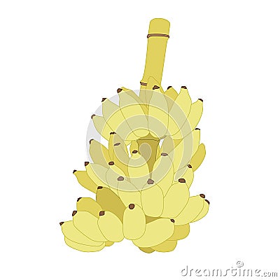 Colour Yellow Banana on white background illustration vector Cartoon Illustration