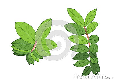 Green leaves are a bouquet on white background Stock Photo