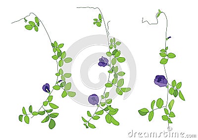 Colour Pea flowers Leaves lined design on white background Cartoon Illustration