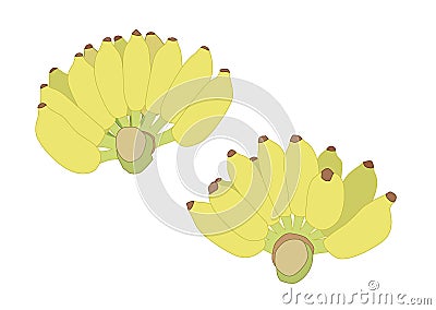 Colour Yellow Banana on white background Cartoon Illustration