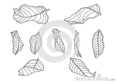 Skeletal leaves Dry leaf lined design Cartoon Illustration