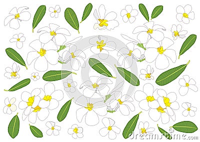 Frangipani flowers close up beautiful plumeria pattern design on white background Vector Illustration