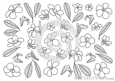 Line frangipani flowers close up beautiful plumeria pattern design on white background Vector Illustration