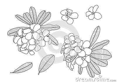 Line frangipani flowers close up beautiful plumeria on white background Cartoon Illustration