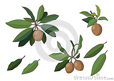 Sapodilla fruit fresh and leaf isolated on white background illustration vector Vector Illustration