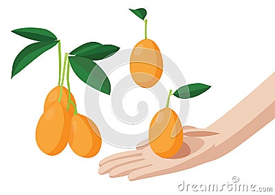 mayongchid in hand fruit isolated on white background illustration vector Stock Photo