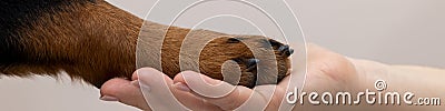 4x1 banner for social networks and website. A woman holds a dog's paw in palm of her hand. Rottweiler demonstrates his Stock Photo