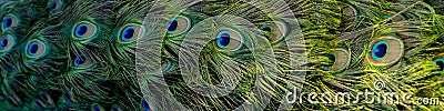 4x1 banner for social networks and websites. Bright colorful multi-colored peacock tail close-up Stock Photo