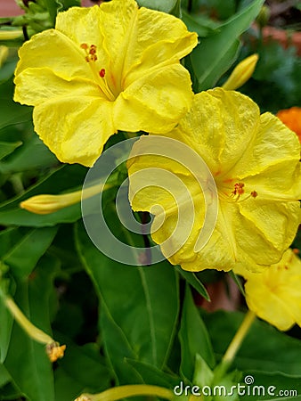 Mirabilis jalapa, or Bella di Notte, yellow flowers Stock Photo