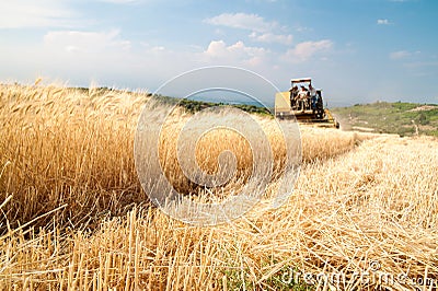 Wheat harvesting time in Sicily Stock Photo