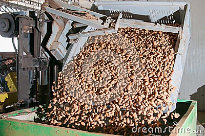 The working of almonds Stock Photo