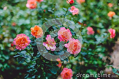 "Easy does it" rose flowers growing in the garden against a green background Stock Photo