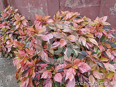 Hedgerow gold fall foliage variegated flower Stock Photo