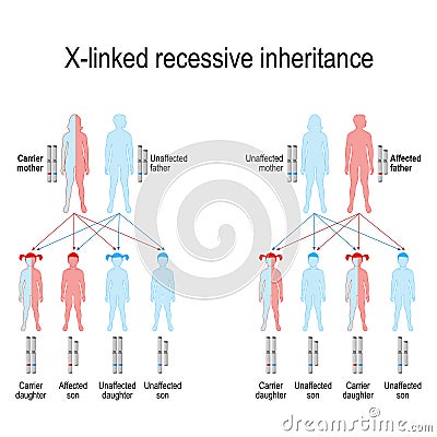 X-linked recessive inheritance Vector Illustration