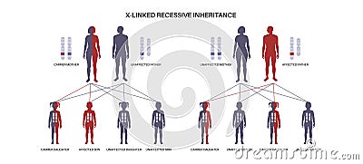 X linked recessive inheritance Vector Illustration