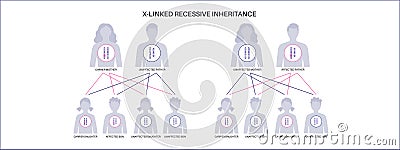 X linked recessive inheritance Vector Illustration