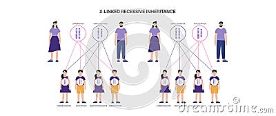 X linked recessive inheritance Vector Illustration