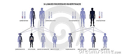 X linked recessive inheritance Vector Illustration