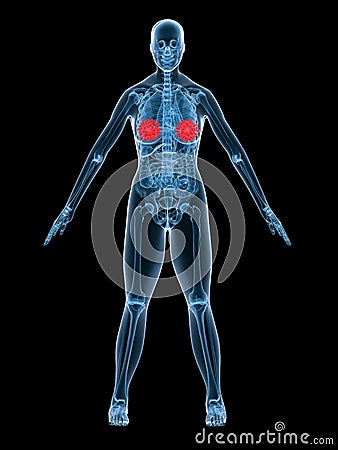 X-ray anatomy mammary gland Cartoon Illustration