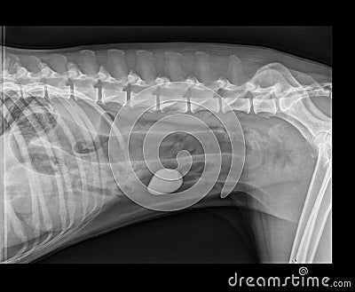 DOG BOWEL OBSTRUCTION X-RAY Stock Photo