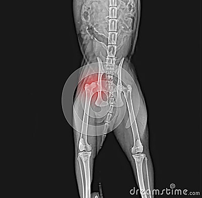 X-ray of dog pelvis. Dislocation head femur thigh bone Stock Photo